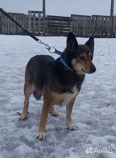 Собака бесплатно