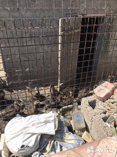 Подсадные живые утки