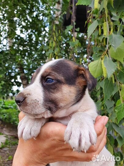 Щенок бесплатно в добрые руки 1 месяц