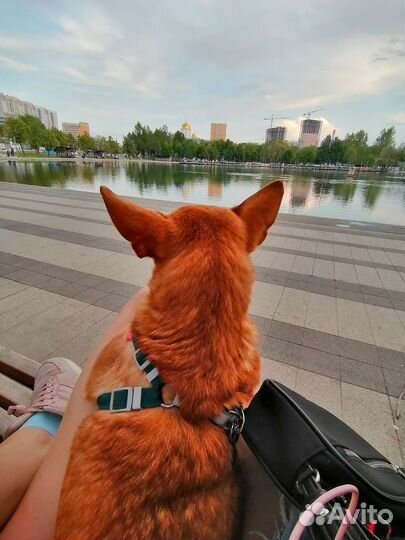 Передержка животных