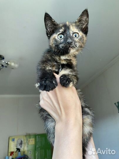 Трёхцветка на счастье