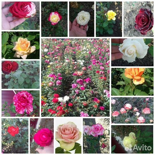 Крупные кусты Розы Оптом в розницу