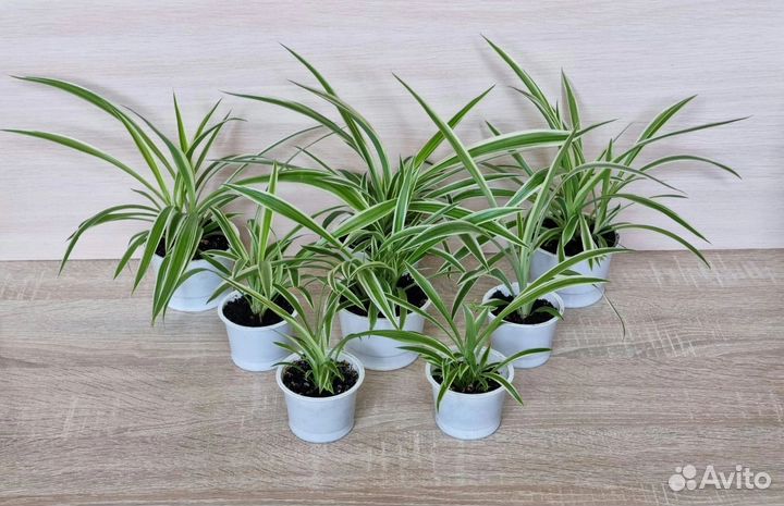 Хлорофитум