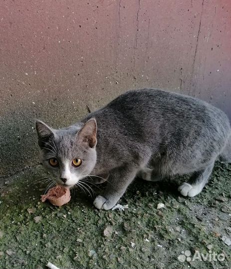 Кошечка в добрые руки