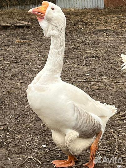 Гусь Холмогор