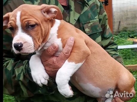 Амстафф щенки документы РКФ