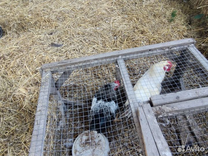 Петушки молодые