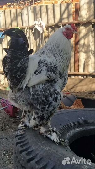 Петухи помесь Брама/Джерсийский гигант