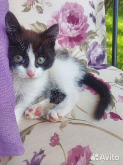 Котенок мальчик