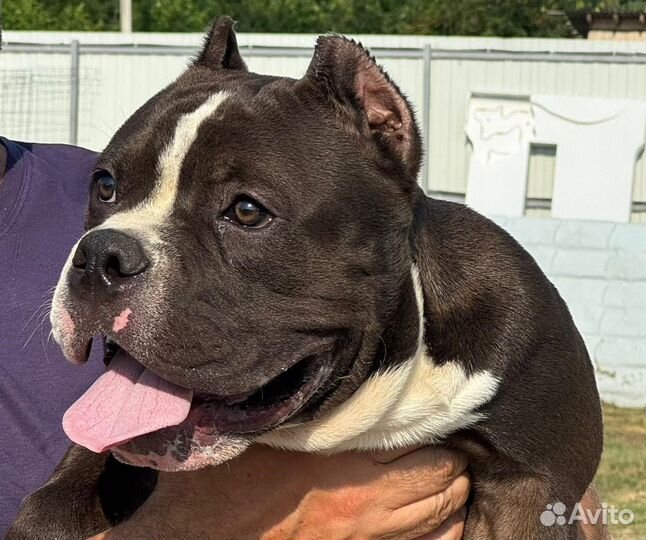 Американский булли покет, стандарт щенки