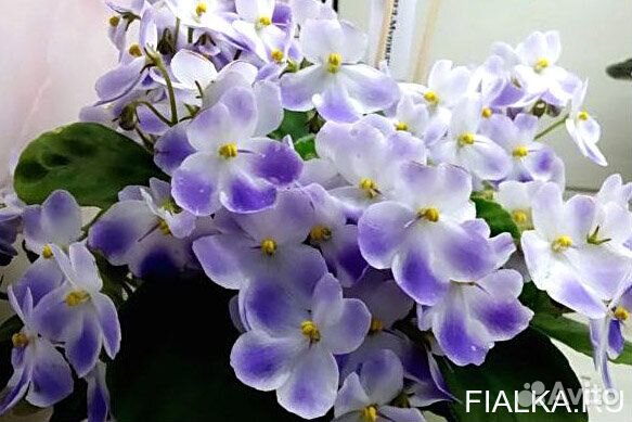 Набор фиалок-трейлеров