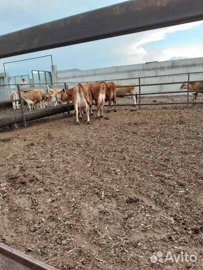 Коровы и телки