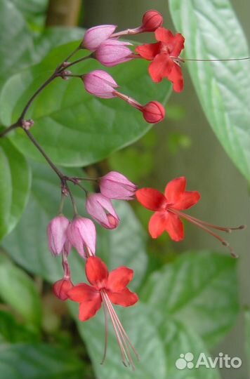 Экзотика комнатная