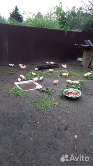 Утки мясо