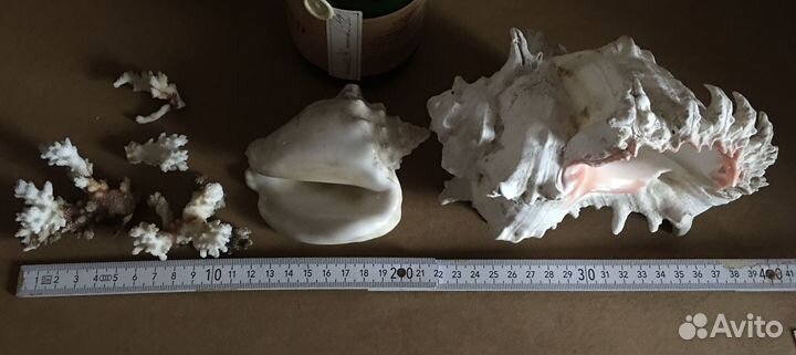 Коралл раковина натуральные морские большие