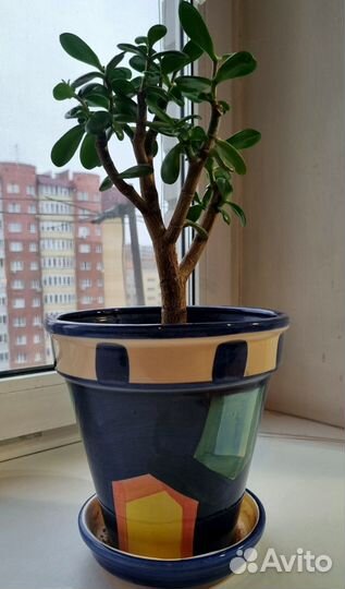Фикус, крассула, хойя, гибискус, шеффлера
