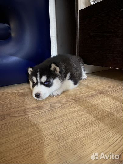 Щенки сибирской хаски девочка