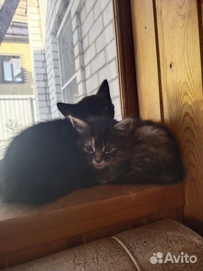 Кошки в добрые руки бесплатно