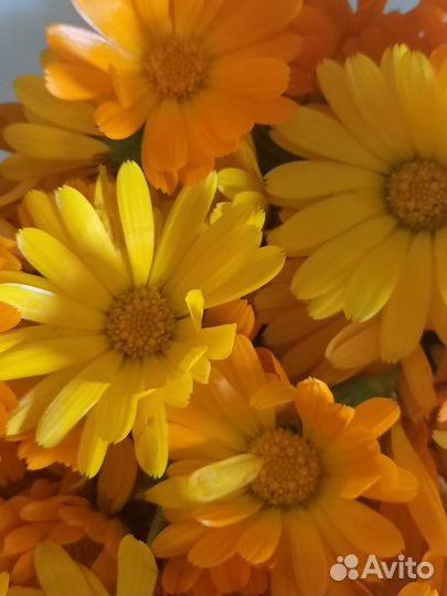 Полынь, чистотел, тысячелистник, зверобой