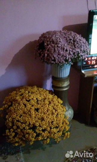 Сентябринки