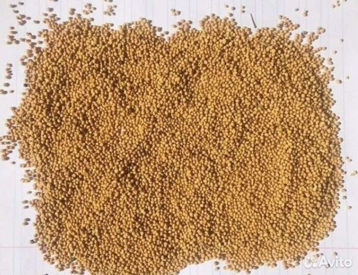 Горчица желтая