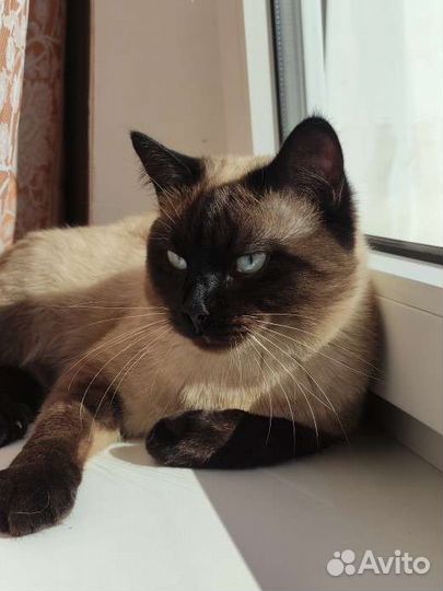 Сиамский кот. Вязка