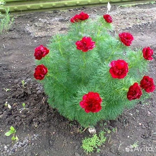 Гладиолусы,пионы хризантемы астильбы ромашки