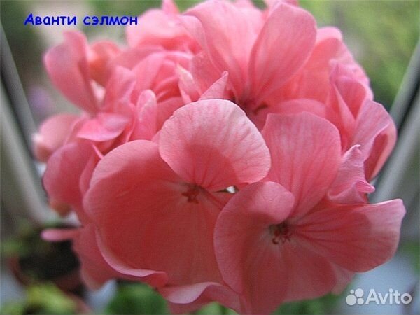 Герани, пеларгонии / комнатные цветы