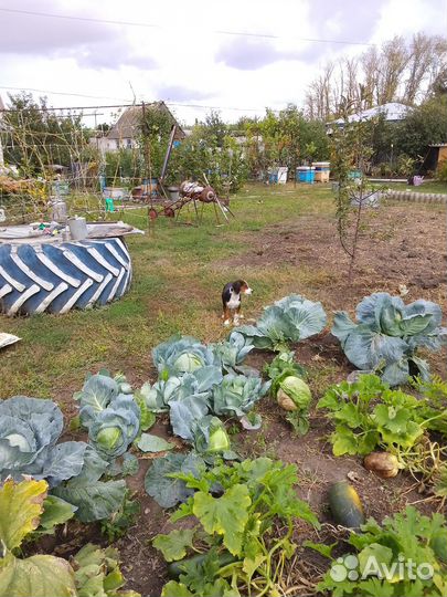 Продаются щенки финской гончей