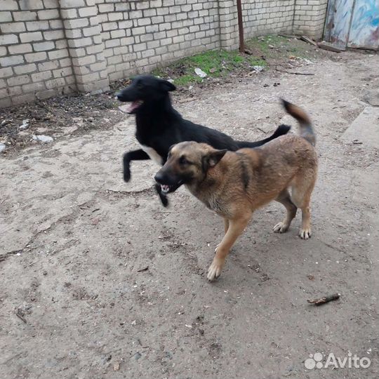 Собаки на охрану