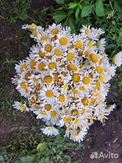 Букет из ромашек