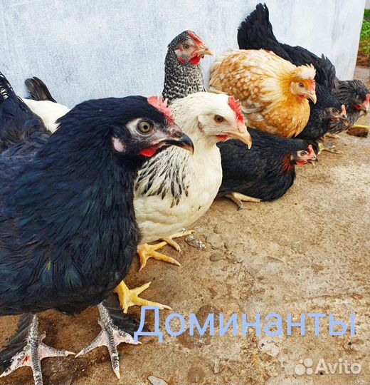 Куры молодки несушки