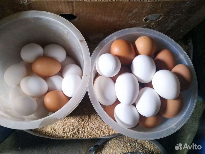Домашние куриные яйца