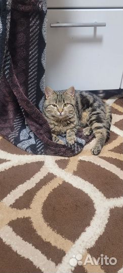 Отдаю кота бесплатно