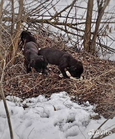 Щенки в добрые руки