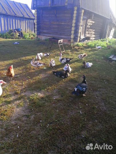 Утки домашние