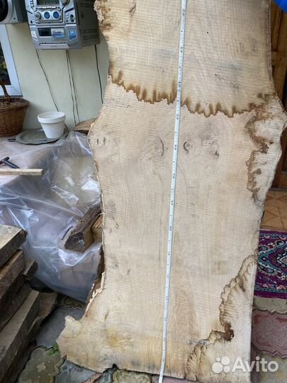 Слэб каштана 160см высота толщина 65мм