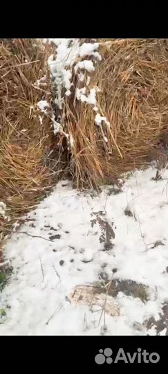 Сено в рулонах