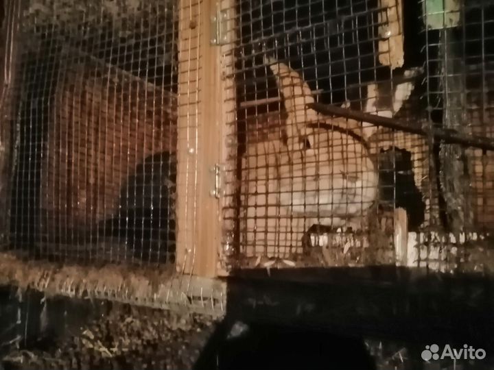 Продам кроликов, мясо кроликов