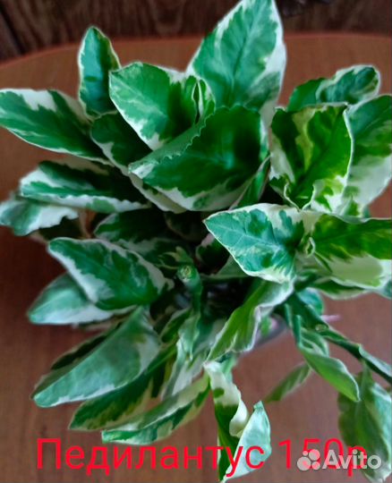 Черенки растений