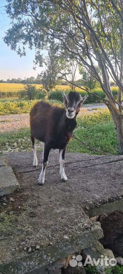 Козел ламанча