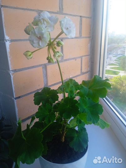 Пеларгония герань