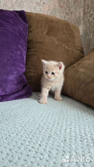 Отдаю котенка бесплатно