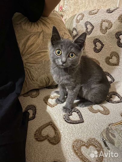 Кошка британка