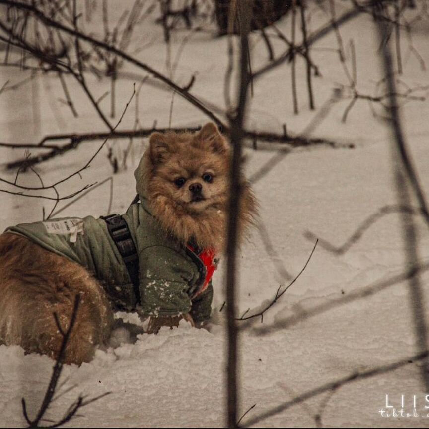 Немецкий шпиц