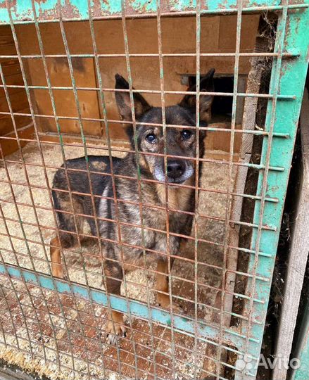 Собака ищет своего