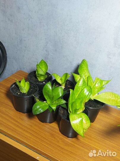 Сансевиерия