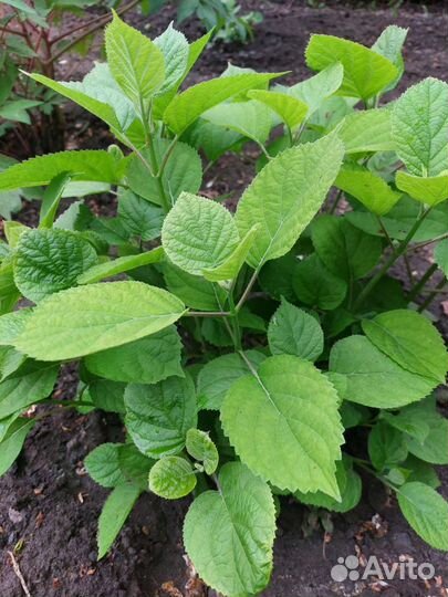 Саженцы белой гортензии White Ball