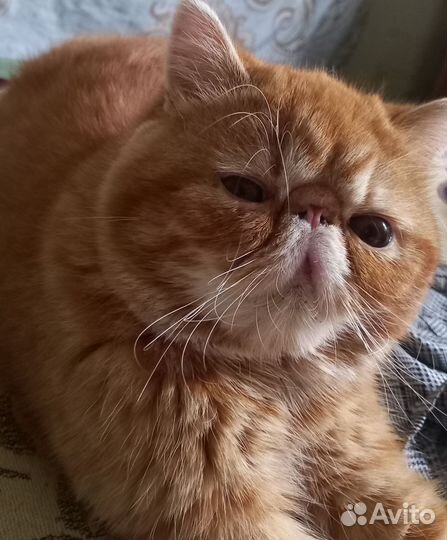 Экзотическая