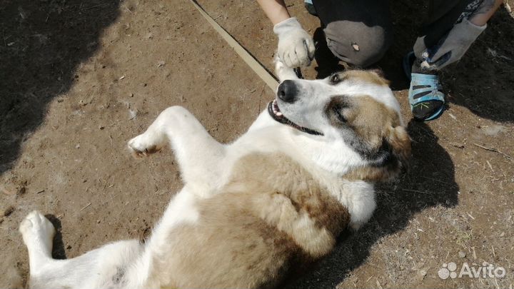 Собака в добрые руки отдам бесплатно